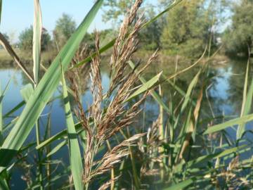 Fotografia da espécie Phragmites australis