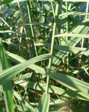 Fotografia 16 da espécie Phragmites australis no Jardim Botânico UTAD