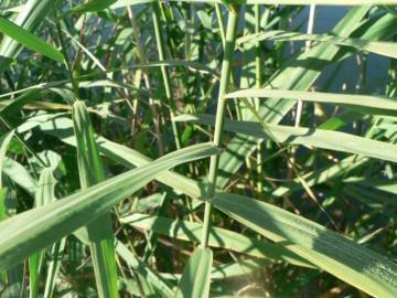 Fotografia da espécie Phragmites australis