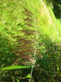 Fotografia da espécie Phragmites australis