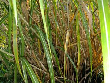 Fotografia da espécie Phragmites australis