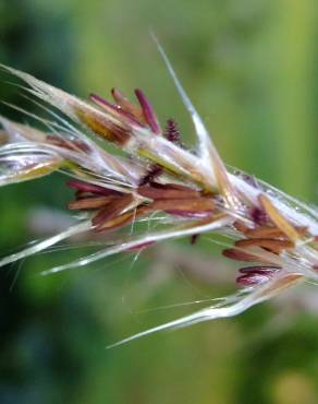 Fotografia 19 da espécie Phragmites australis no Jardim Botânico UTAD