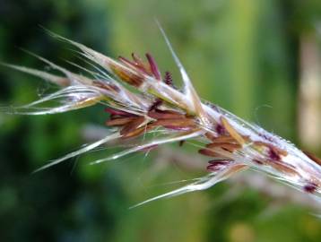 Fotografia da espécie Phragmites australis