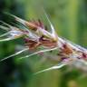 Fotografia 19 da espécie Phragmites australis do Jardim Botânico UTAD