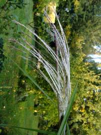 Fotografia da espécie Phragmites australis