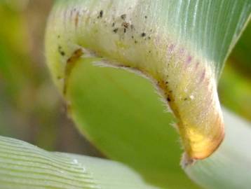 Fotografia da espécie Phragmites australis