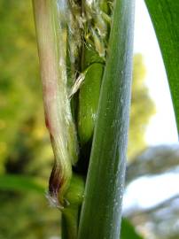 Fotografia da espécie Phragmites australis