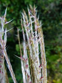 Fotografia da espécie Phragmites australis