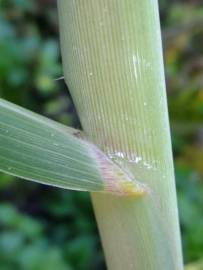 Fotografia da espécie Phragmites australis