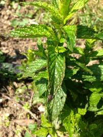 Fotografia da espécie Mentha x piperita