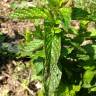 Fotografia 10 da espécie Mentha x piperita do Jardim Botânico UTAD