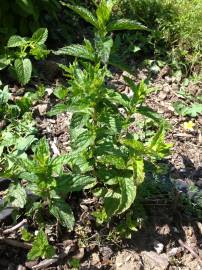 Fotografia da espécie Mentha x piperita