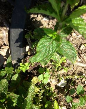 Fotografia 12 da espécie Mentha x piperita no Jardim Botânico UTAD