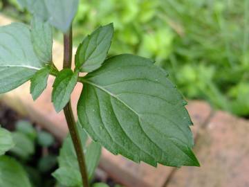 Fotografia da espécie Mentha x piperita