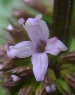 Fotografia 14 da espécie Mentha x piperita no Jardim Botânico UTAD