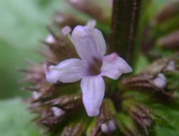 Fotografia da espécie Mentha x piperita