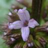 Fotografia 14 da espécie Mentha x piperita do Jardim Botânico UTAD