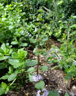 Fotografia 15 da espécie Mentha x piperita no Jardim Botânico UTAD