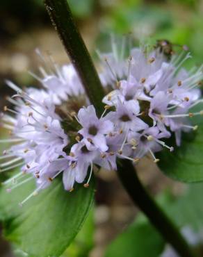 Fotografia 1 da espécie Mentha x piperita no Jardim Botânico UTAD