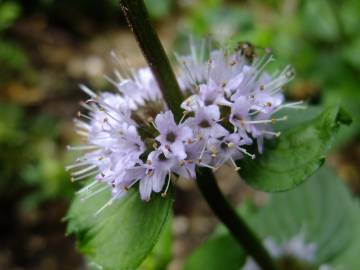 Fotografia da espécie Mentha x piperita