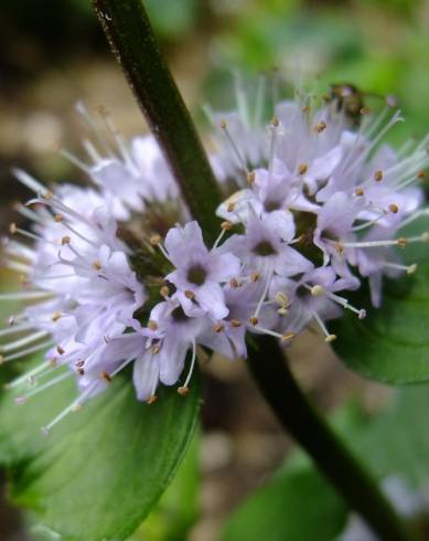 Fotografia de capa Mentha x piperita - do Jardim Botânico