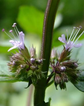 Fotografia 16 da espécie Mentha x piperita no Jardim Botânico UTAD