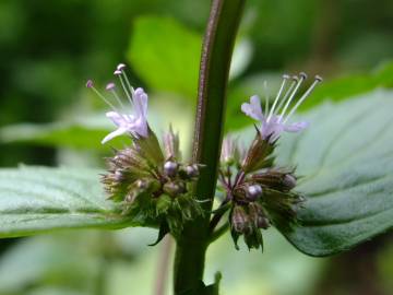 Fotografia da espécie Mentha x piperita