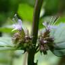 Fotografia 16 da espécie Mentha x piperita do Jardim Botânico UTAD