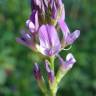 Fotografia 3 da espécie Medicago sativa do Jardim Botânico UTAD