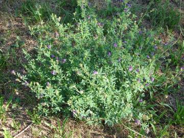 Fotografia da espécie Medicago sativa