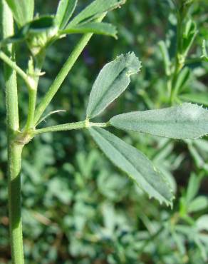 Fotografia 5 da espécie Medicago sativa no Jardim Botânico UTAD