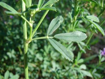 Fotografia da espécie Medicago sativa