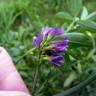 Fotografia 6 da espécie Medicago sativa do Jardim Botânico UTAD