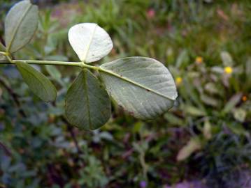 Fotografia da espécie Medicago sativa