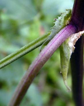 Fotografia 8 da espécie Medicago sativa no Jardim Botânico UTAD