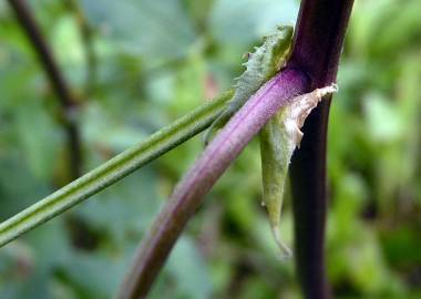 Fotografia da espécie Medicago sativa