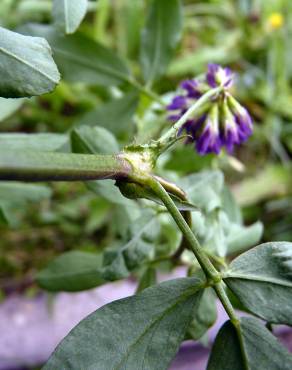 Fotografia 10 da espécie Medicago sativa no Jardim Botânico UTAD