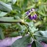 Fotografia 10 da espécie Medicago sativa do Jardim Botânico UTAD