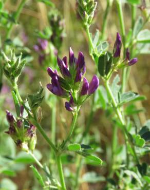 Fotografia 13 da espécie Medicago sativa no Jardim Botânico UTAD