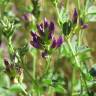 Fotografia 13 da espécie Medicago sativa do Jardim Botânico UTAD