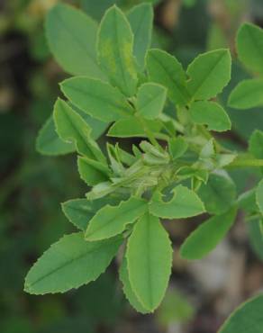 Fotografia 15 da espécie Medicago sativa no Jardim Botânico UTAD