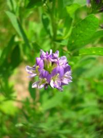 Fotografia da espécie Medicago sativa