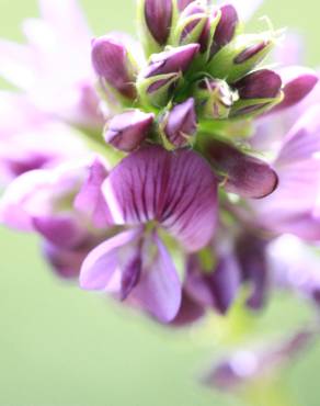 Fotografia 16 da espécie Medicago sativa no Jardim Botânico UTAD