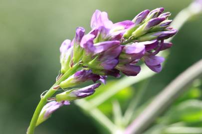 Fotografia da espécie Medicago sativa