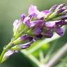 Fotografia 18 da espécie Medicago sativa do Jardim Botânico UTAD