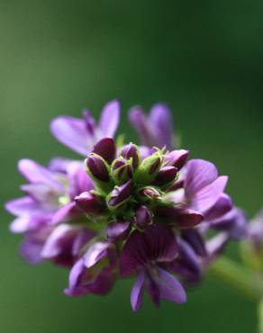 Fotografia 19 da espécie Medicago sativa no Jardim Botânico UTAD