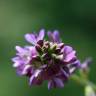 Fotografia 19 da espécie Medicago sativa do Jardim Botânico UTAD