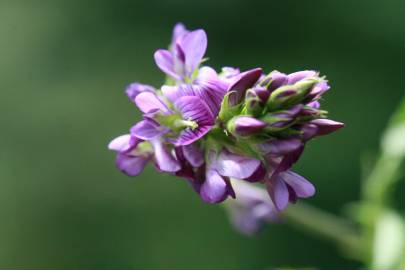 Fotografia da espécie Medicago sativa