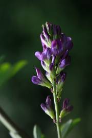 Fotografia da espécie Medicago sativa