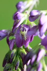 Fotografia da espécie Medicago sativa